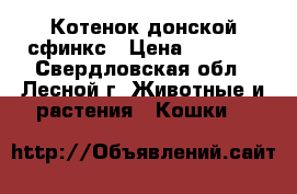 Котенок донской сфинкс › Цена ­ 3 000 - Свердловская обл., Лесной г. Животные и растения » Кошки   